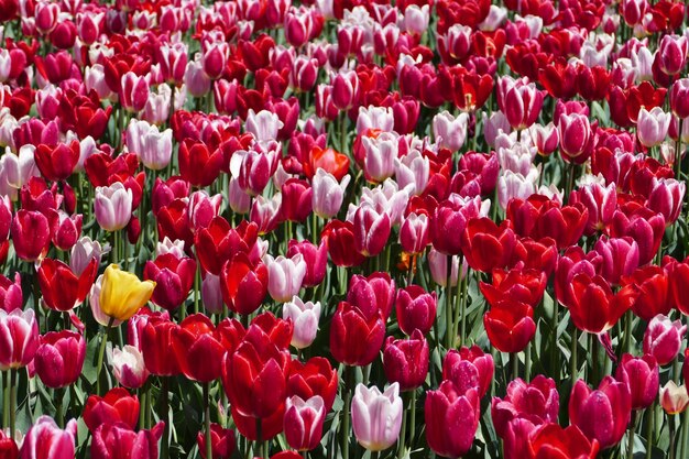 Full frame shot of red tulips