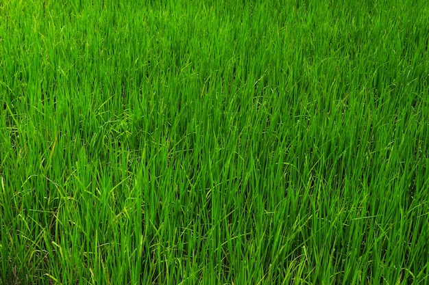 Full frame shot of rice field