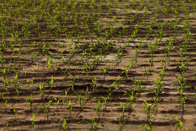 Photo full frame shot of rice field