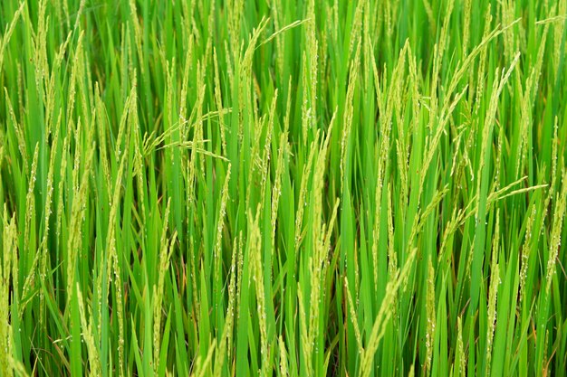 Full frame shot of rice field