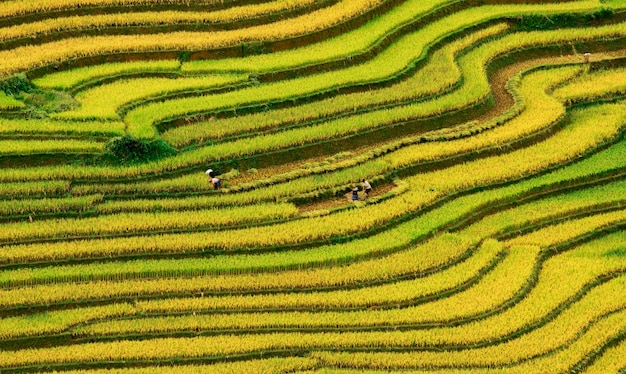 Full frame shot of rice paddy