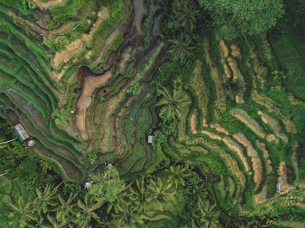 Foto fotografia completa del campo di riso