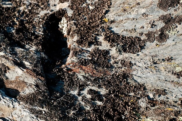 Photo full frame shot of rock on tree trunk