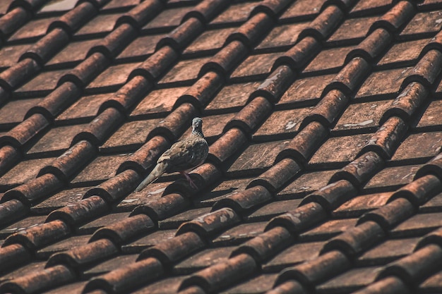 full frame shot of roof tiles