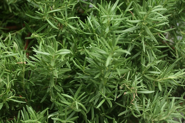 Full frame shot of  rosemary fresh green leaves