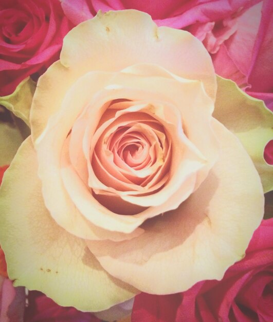 Full frame shot of roses blooming outdoors