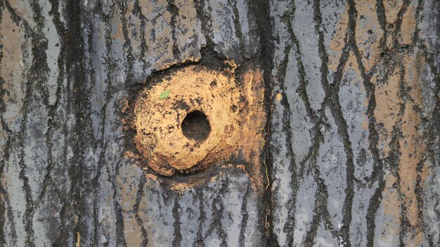 Photo full frame shot of rusty metal door