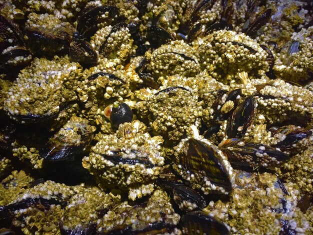 Photo full frame shot of seashells on beach