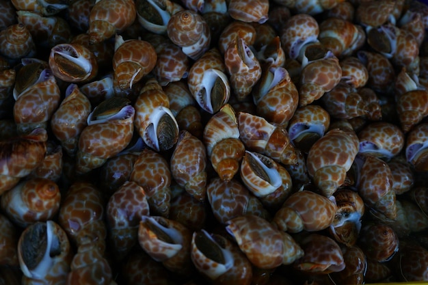 Photo full frame shot of seashells for sale