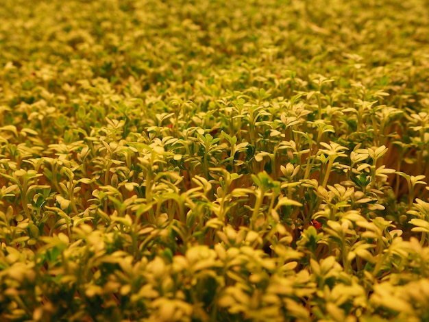 Full frame shot of seedlings growing outdoors