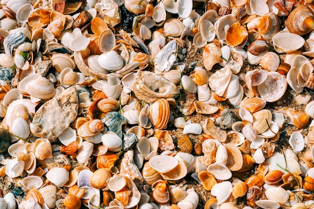 Photo full frame shot of shells