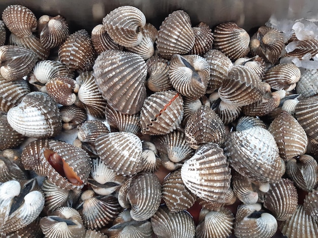 Full frame shot of shells