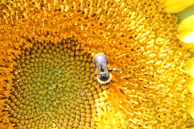 Full frame shot of small lizard on sunflower