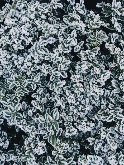 Photo full frame shot of small plant leaves covered in frost