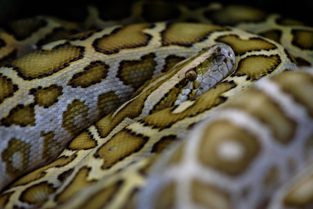 Photo full frame shot of snake