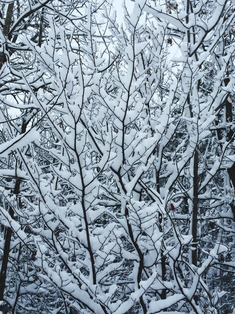 Photo full frame shot of snow covered bare trees