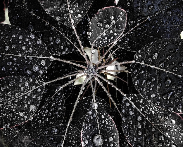 Photo full frame shot of snowflakes