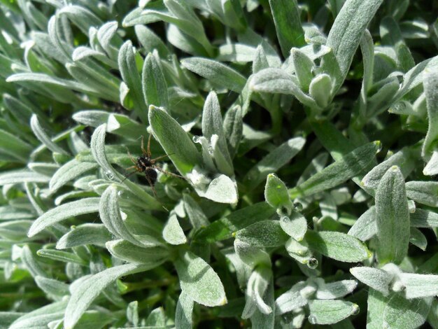 Full frame shot of spider on plants