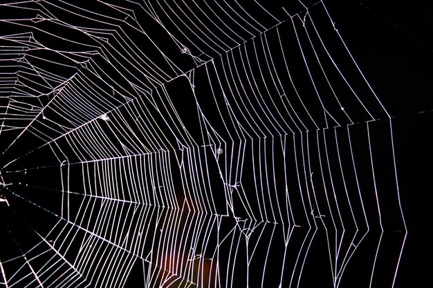 Foto fotografia completa della rete di ragno
