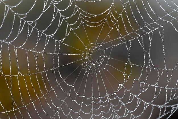 Full frame shot of spider web