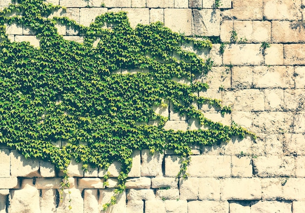 Photo full frame shot of stone wall with ivy