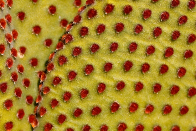 Foto immagine completa di fragola