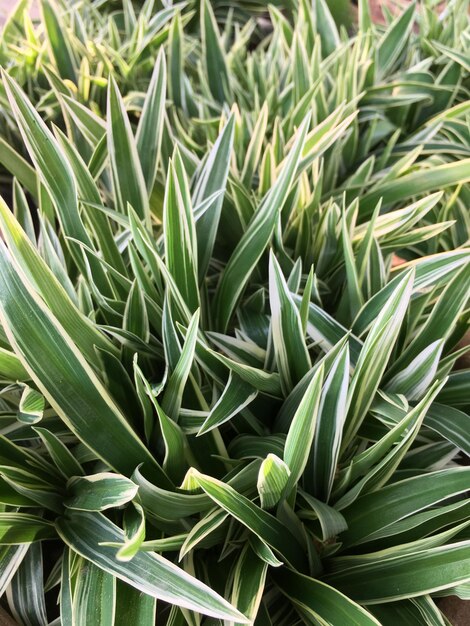 Full frame shot of succulent plant on field