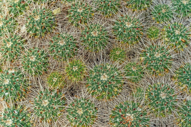 Foto fotografia completa di una pianta succulenta sul campo