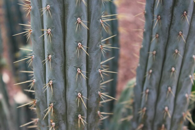 Photo full frame shot of succulent plant on field