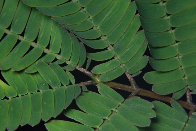 Full frame shot of succulent plant leaves