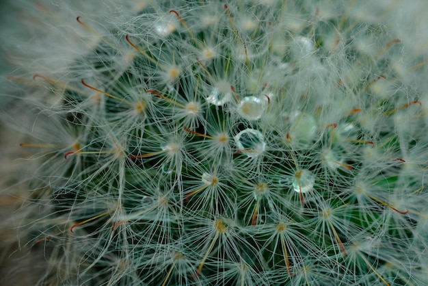 Photo full frame shot of succulent plant