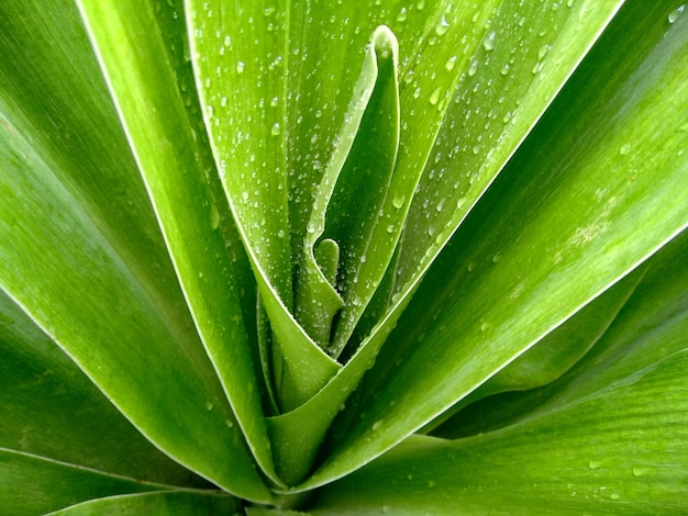 Foto fotografia completa di una pianta succulenta