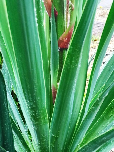 Full frame shot of succulent plant