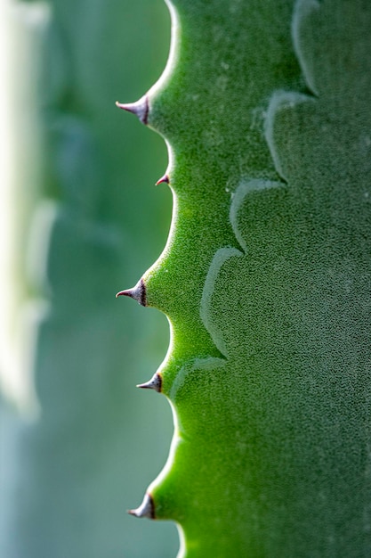 Full frame shot of succulent plant