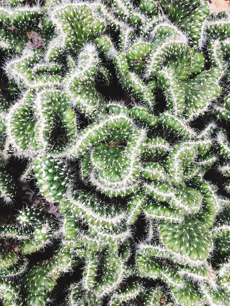 Foto fotografia completa di una pianta succulenta