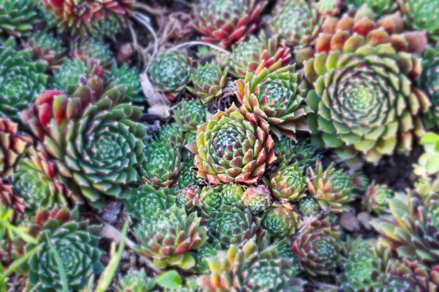 Photo full frame shot of succulent plant