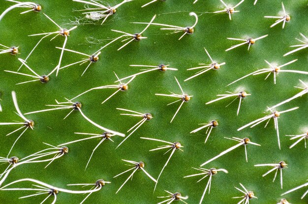 Full frame shot of succulent plant