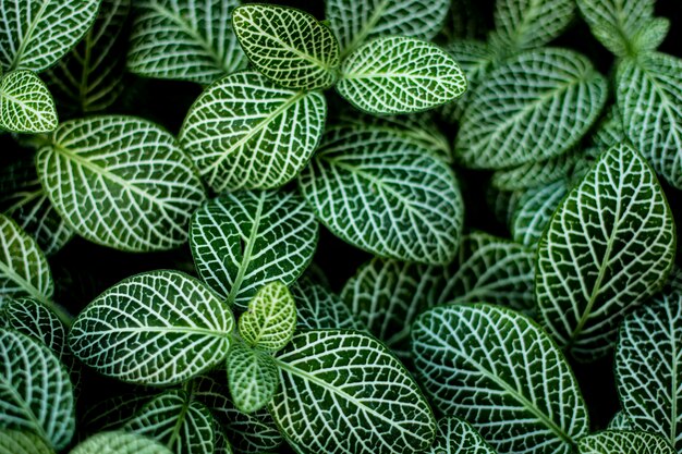 Photo full frame shot of succulent plant