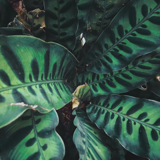 Full frame shot of succulent plant