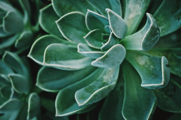 Photo full frame shot of succulent plant