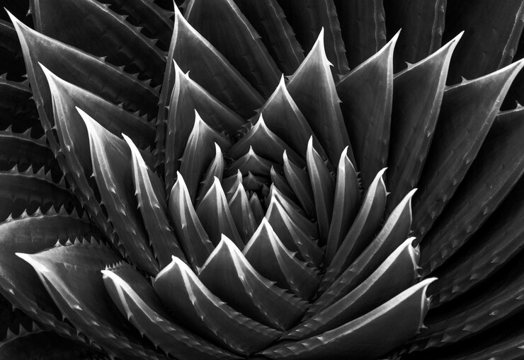 Photo full frame shot of the succulent plant