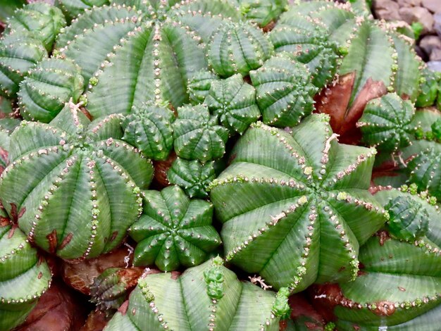 Full frame shot of succulent plant