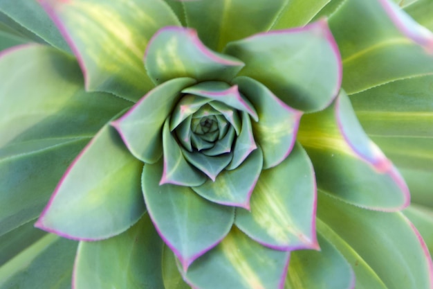 full frame shot of succulent plant