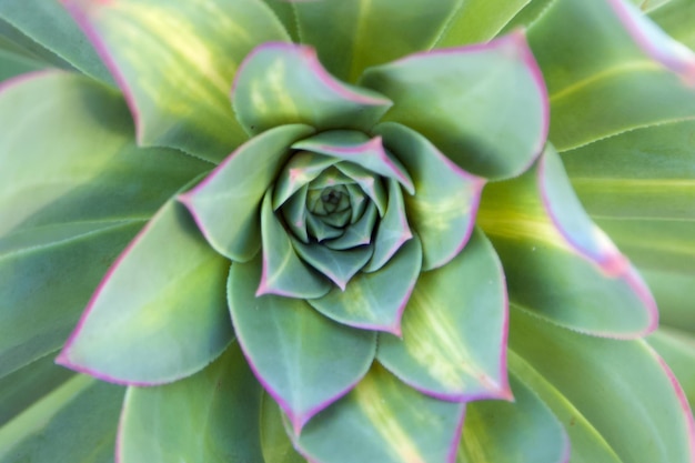 Full frame shot of succulent plant