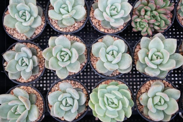 Foto fotografia completa di una pianta succulenta