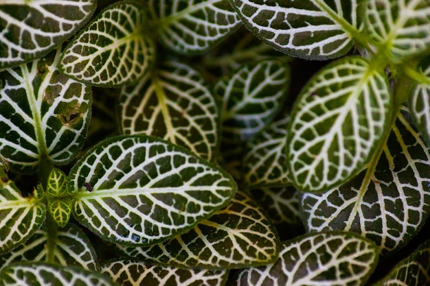 Full frame shot of succulent plant