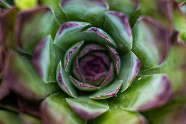 Foto fotografia completa di una pianta succulenta