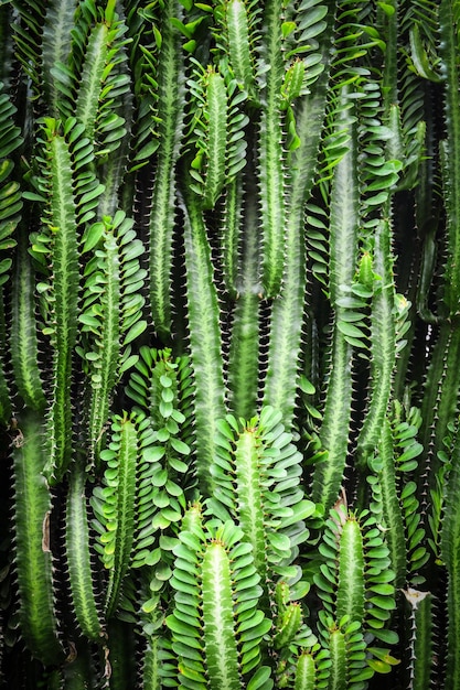 の植物のフルフレームショット