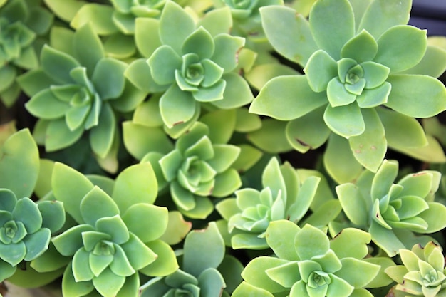 Photo full frame shot of succulent plant