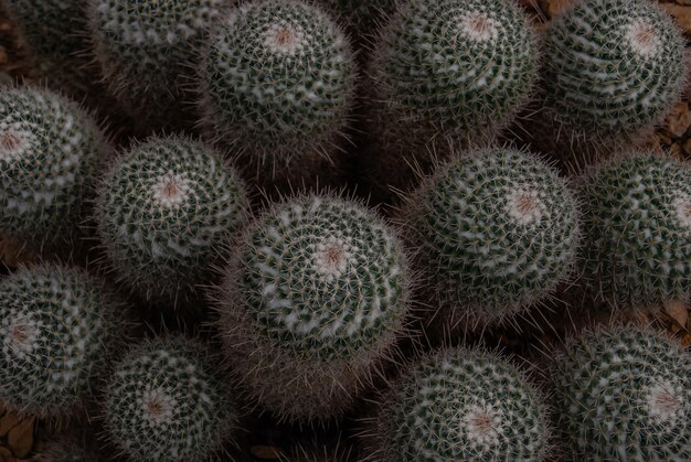 Full frame shot of succulent plants at market